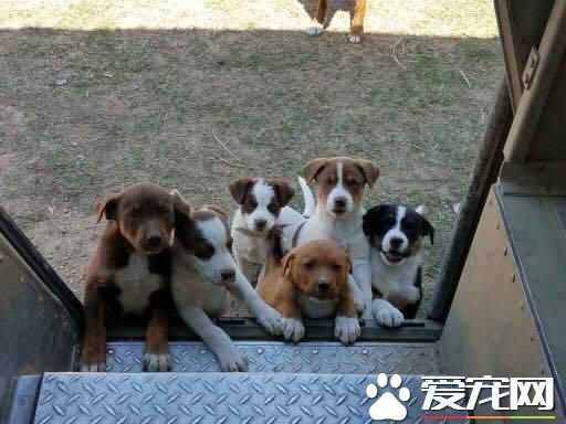 当快递员遇上宠物狗