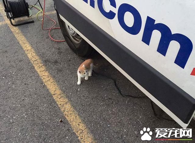 一只流浪猫闯入新闻直播现场后~