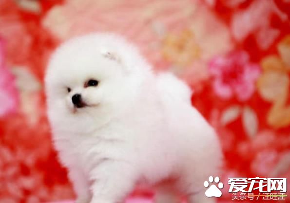 宠物狗之——细小危害！