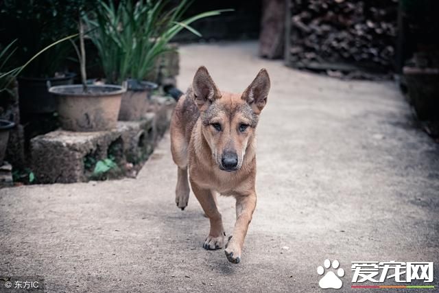 当土狗看到宠物狗时，她们会和人一样产生自卑心理么