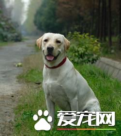 如何选择宠物狗