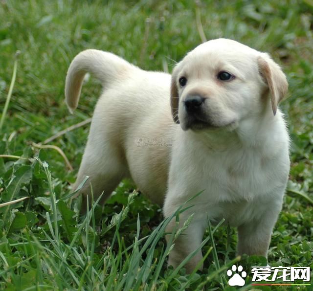 如何选择宠物狗