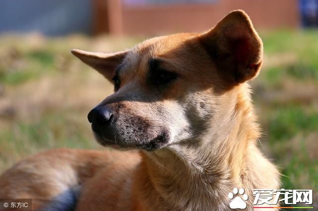 当土狗看到宠物狗时，她们会和人一样产生自卑心理么