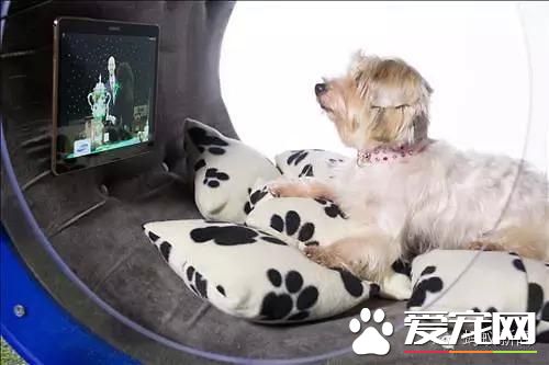 宠物们正在享受这样的高科技
