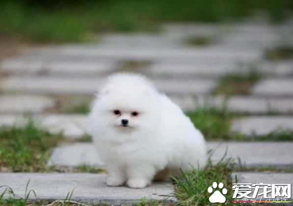 宠物狗之——细小危害！