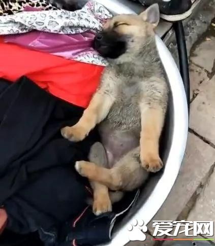 主人洗衣服小狗躺进去避暑，盘着腿睡的肆无忌惮，网友：一起洗了