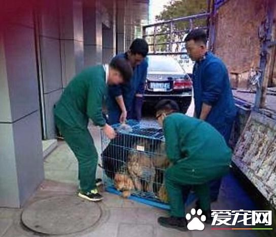 路上偶遇可怜狗狗，进狗肉市场前果断救下，狗狗竟感恩落泪