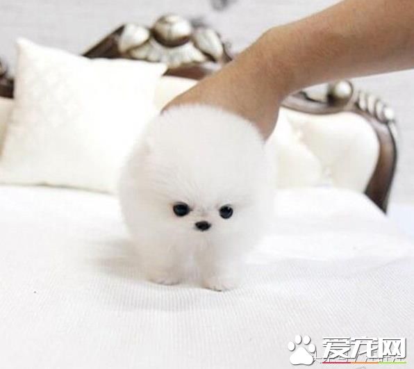 宠物狗之——细小危害！