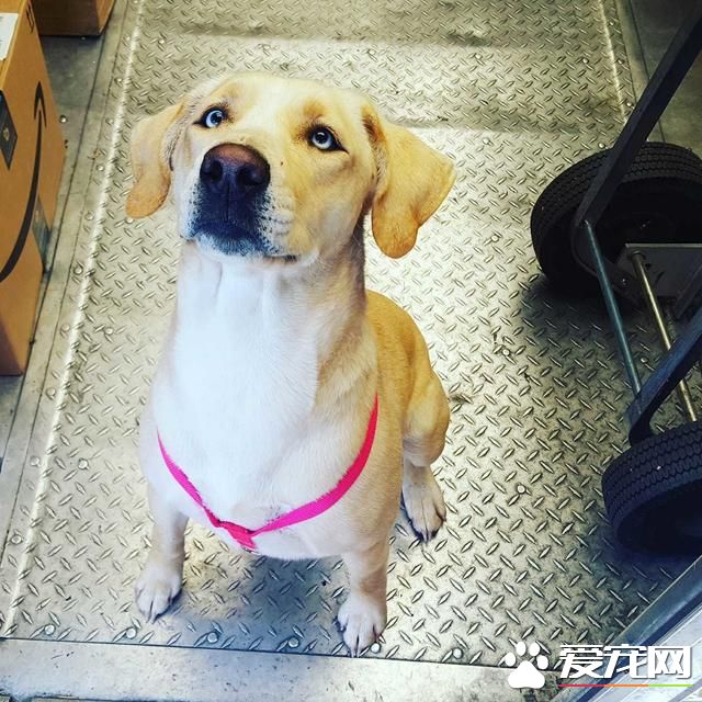 当快递员遇上宠物狗