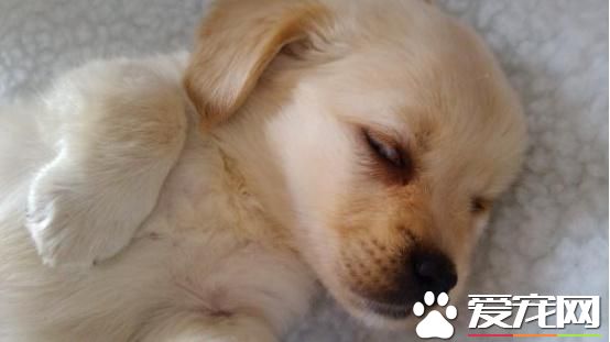 怎样预防宠物狗消化不良？