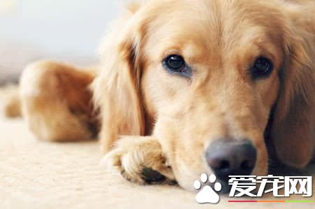 全球最忠心的10大宠物狗有哪些？