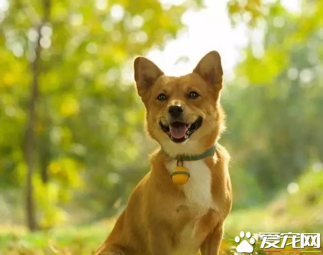 为什么农村土狗从来不得病，城市宠物狗却总爱病恹恹？