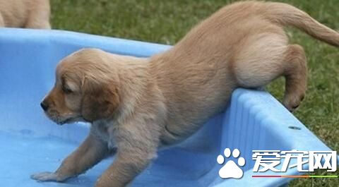 请注意宠物狗狗皮肤真菌病