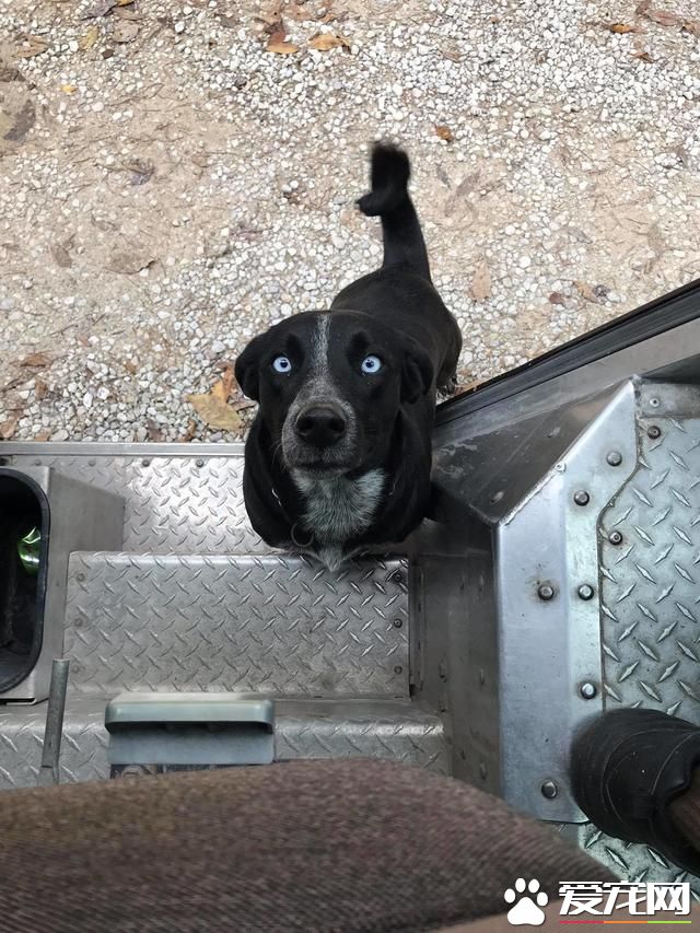 当快递员遇上宠物狗