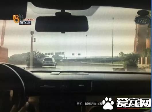 价值6万多元的宠物狗独自乘滴滴死了 责任在谁？