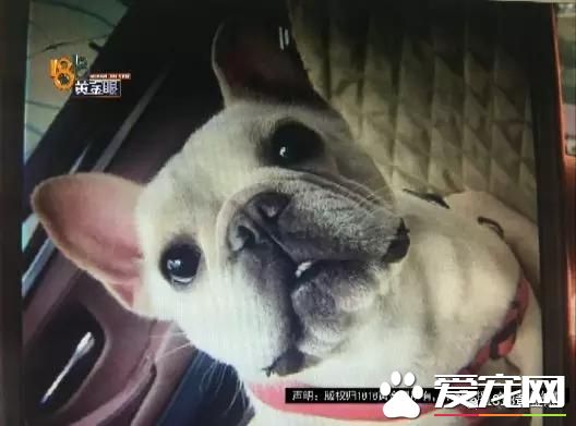 价值6万多元的宠物狗独自乘滴滴死了 责任在谁？