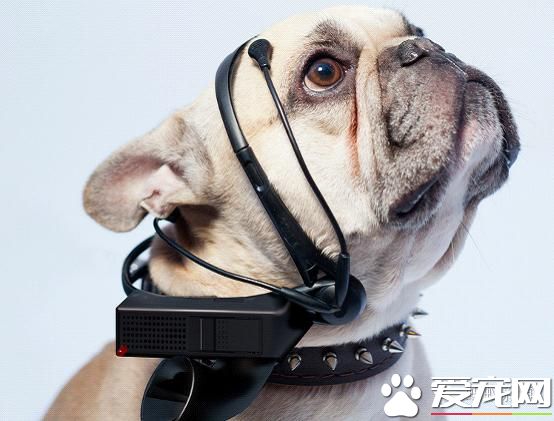 宠物们正在享受这样的高科技