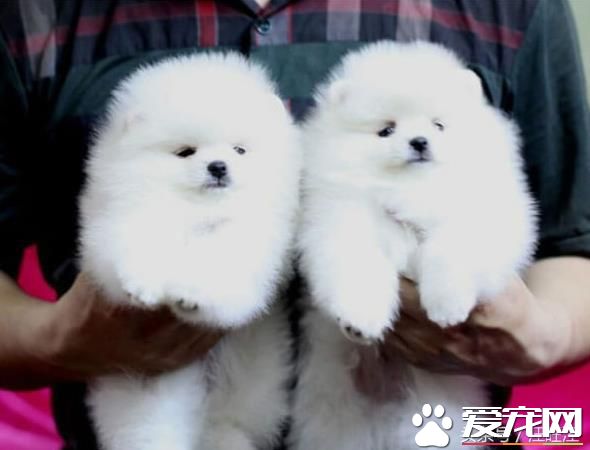 宠物狗之——细小危害！