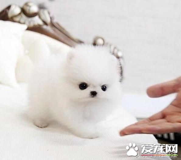 宠物狗之——细小危害！