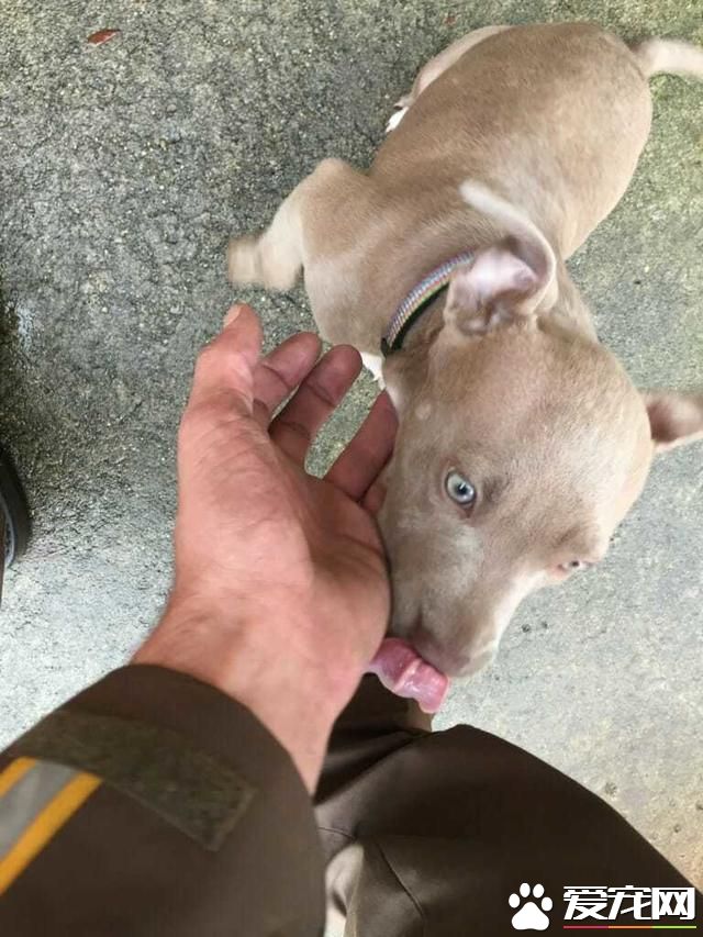 当快递员遇上宠物狗