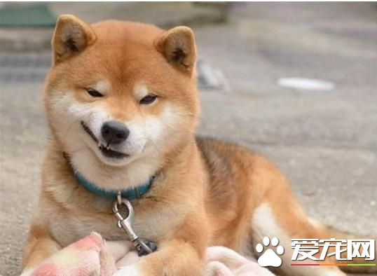 为什么农村土狗从来不得病，城市宠物狗却总爱病恹恹？