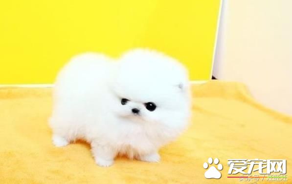 宠物狗之——细小危害！