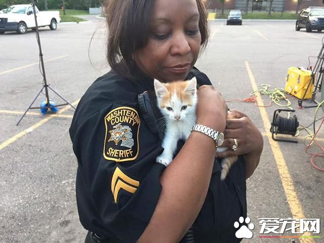 一只流浪猫闯入新闻直播现场后~