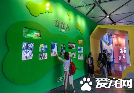 时尚小镇“呼之欲出” 南雁宠物正在兴起