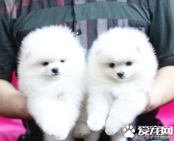 宠物狗之——细小危害！