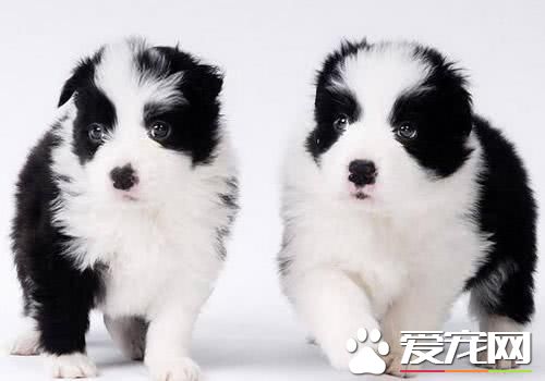 全球最忠心的10大宠物狗有哪些？