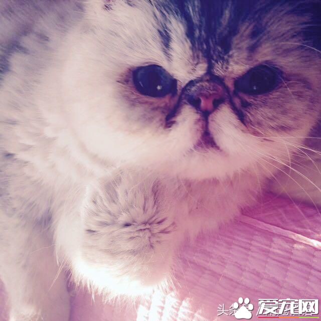 从一只宠物猫说起