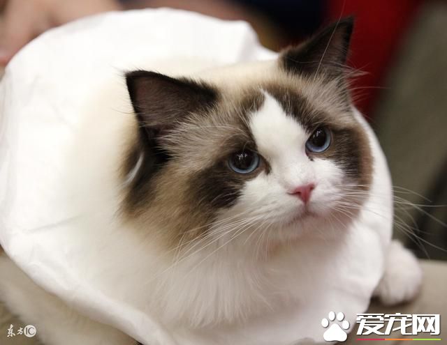 宠物猫饮食习惯你知多少，宠物猫饮食习惯知多少