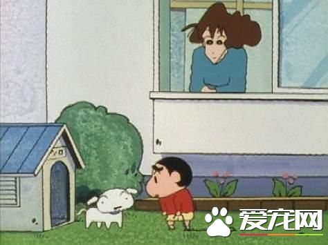 动漫中最想饲养的宠物排名！