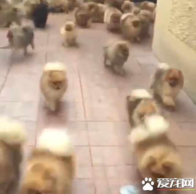 宠物狗之博美出笼