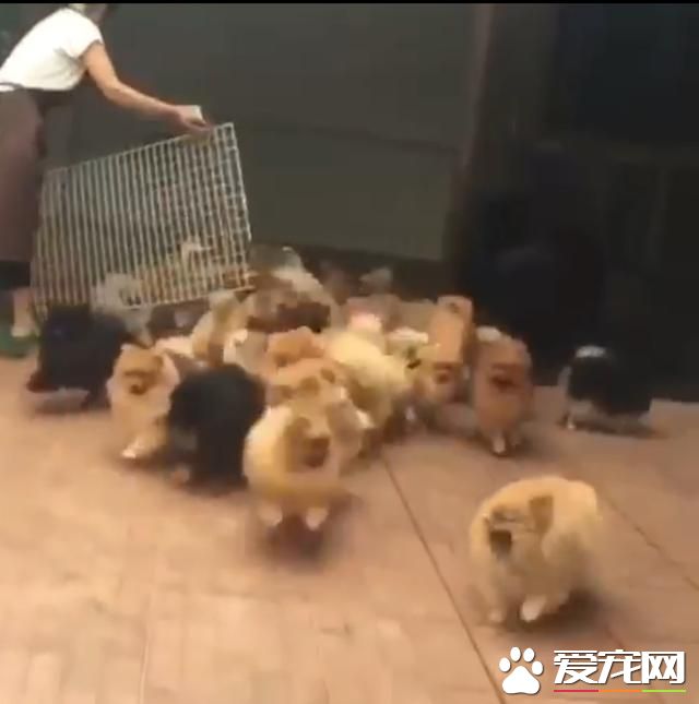 宠物狗之博美出笼