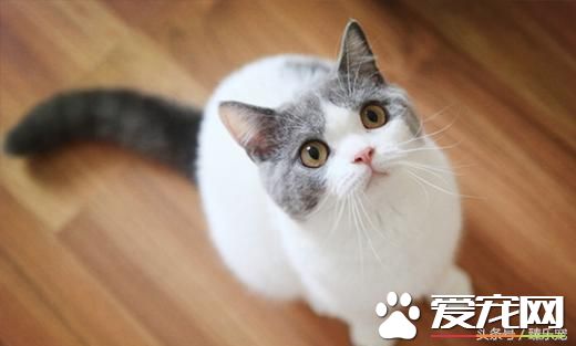 常见几种宠物猫,你最PICK哪一种呢?