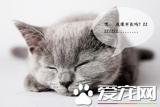 永远睡不的宠物猫