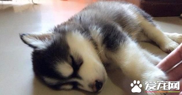 网友带二哈绝育，体检后竟查出狗狗已怀孕，网友：喜当爹！