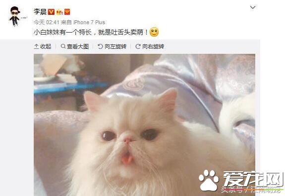 宠物猫:范冰冰的宠物猫,玩宠玩出了新花样