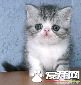 常见几种宠物猫,你最PICK哪一种呢?