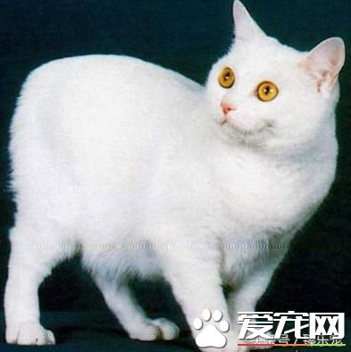 常见几种宠物猫,你最PICK哪一种呢?