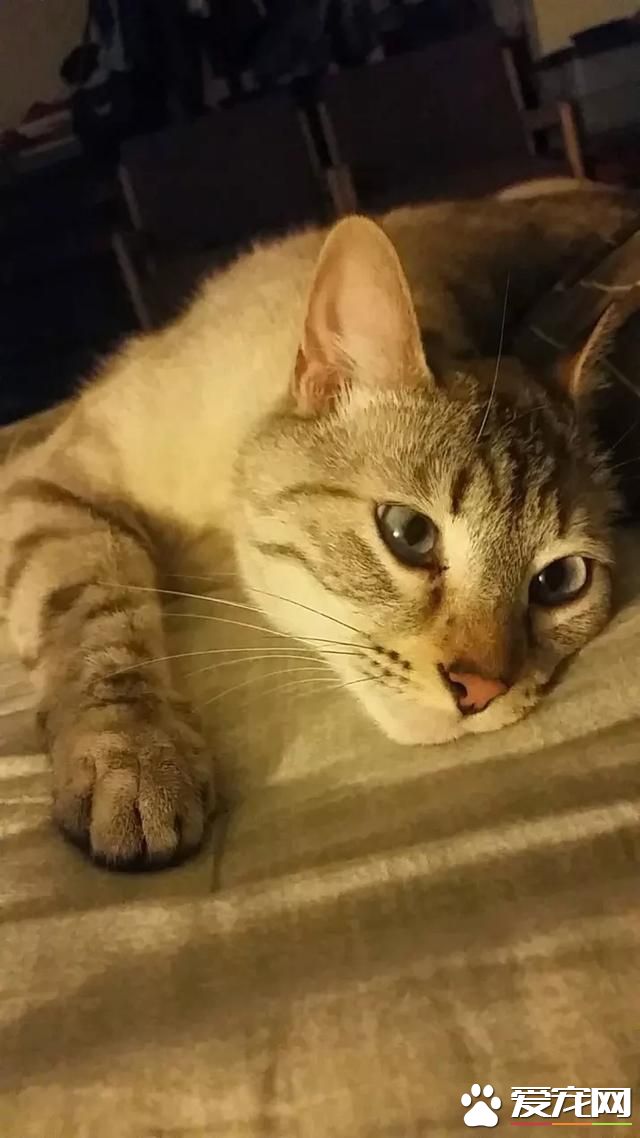 为宠物猫“做美甲”走