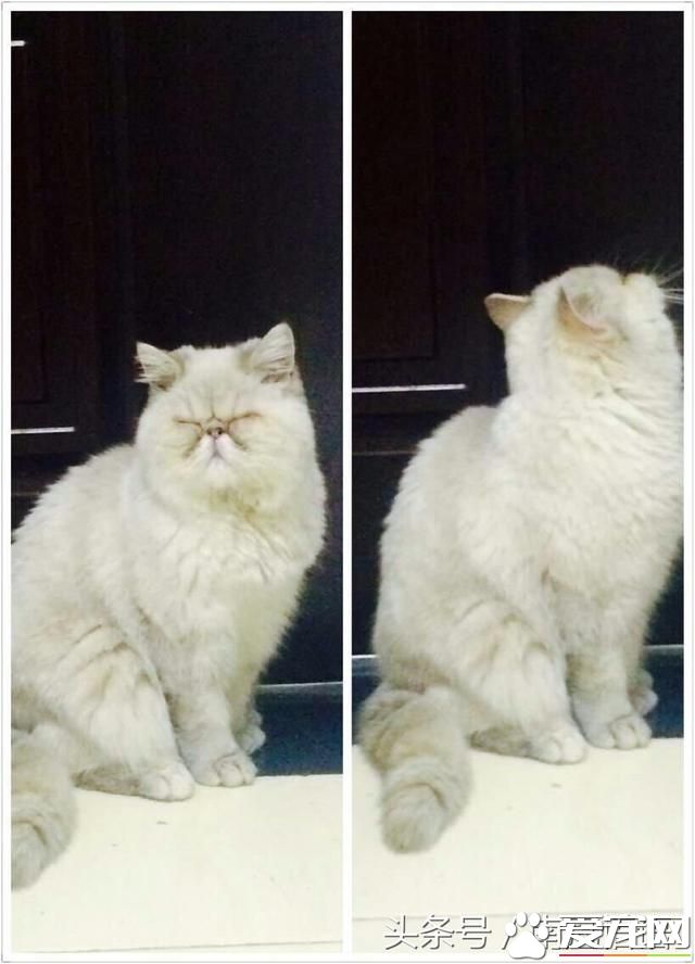 从一只宠物猫说起