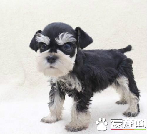 长不大的宠物狗