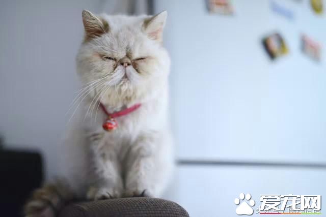 从一只宠物猫说起