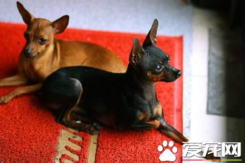 长不大的宠物狗