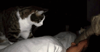 一日吸猫,终生被奴役!吸猫对人体的危害你知道多少!