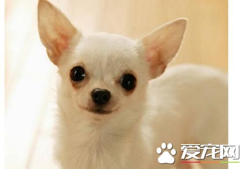 长不大的宠物狗