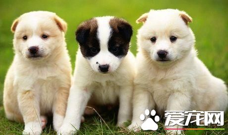 怎么样简单喂养宠物狗