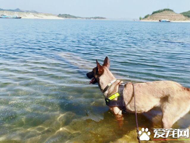 警犬很辛苦？和宠物狗一比，警犬待遇不比王思聪爱犬王可可差！